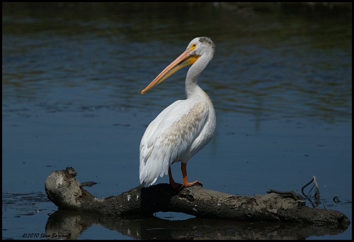 _0SB4859l american white pelican.jpg